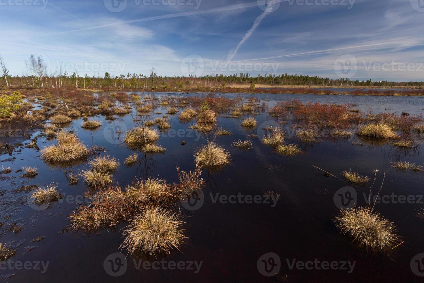 Early Spring in The Swamp photo