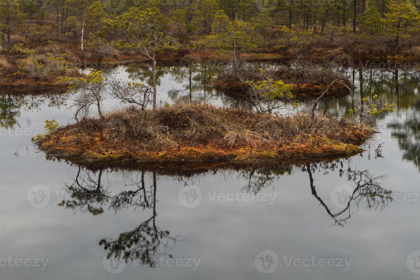 Early Spring in The Swamp photo