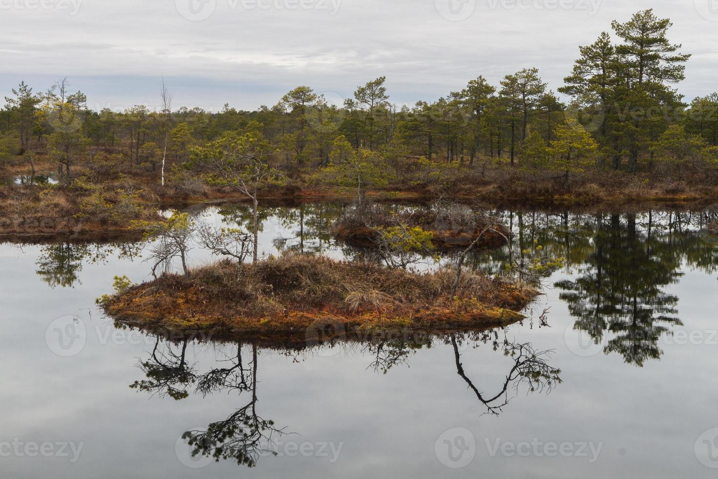 Early Spring in The Swamp photo