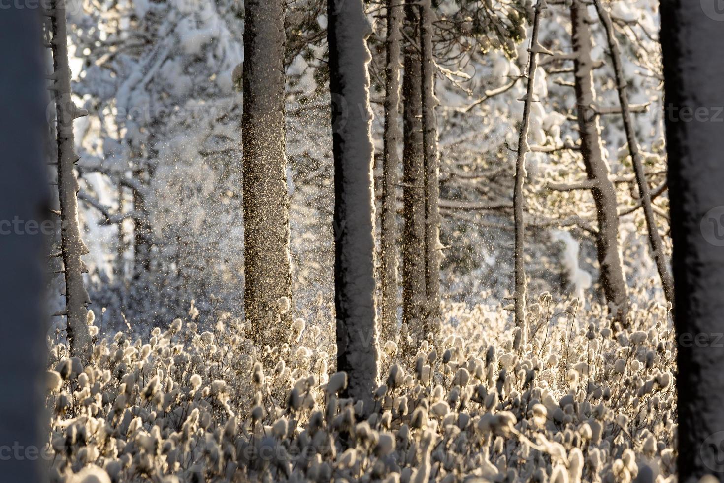 snowy winter day in the swamp photo