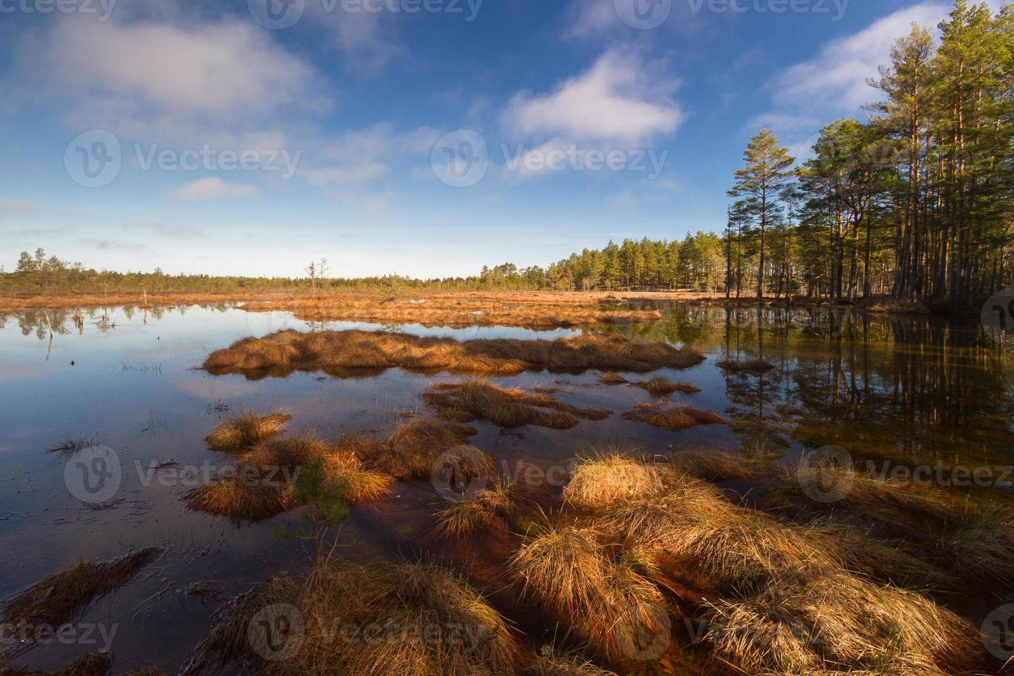 Early Spring in The Swamp photo