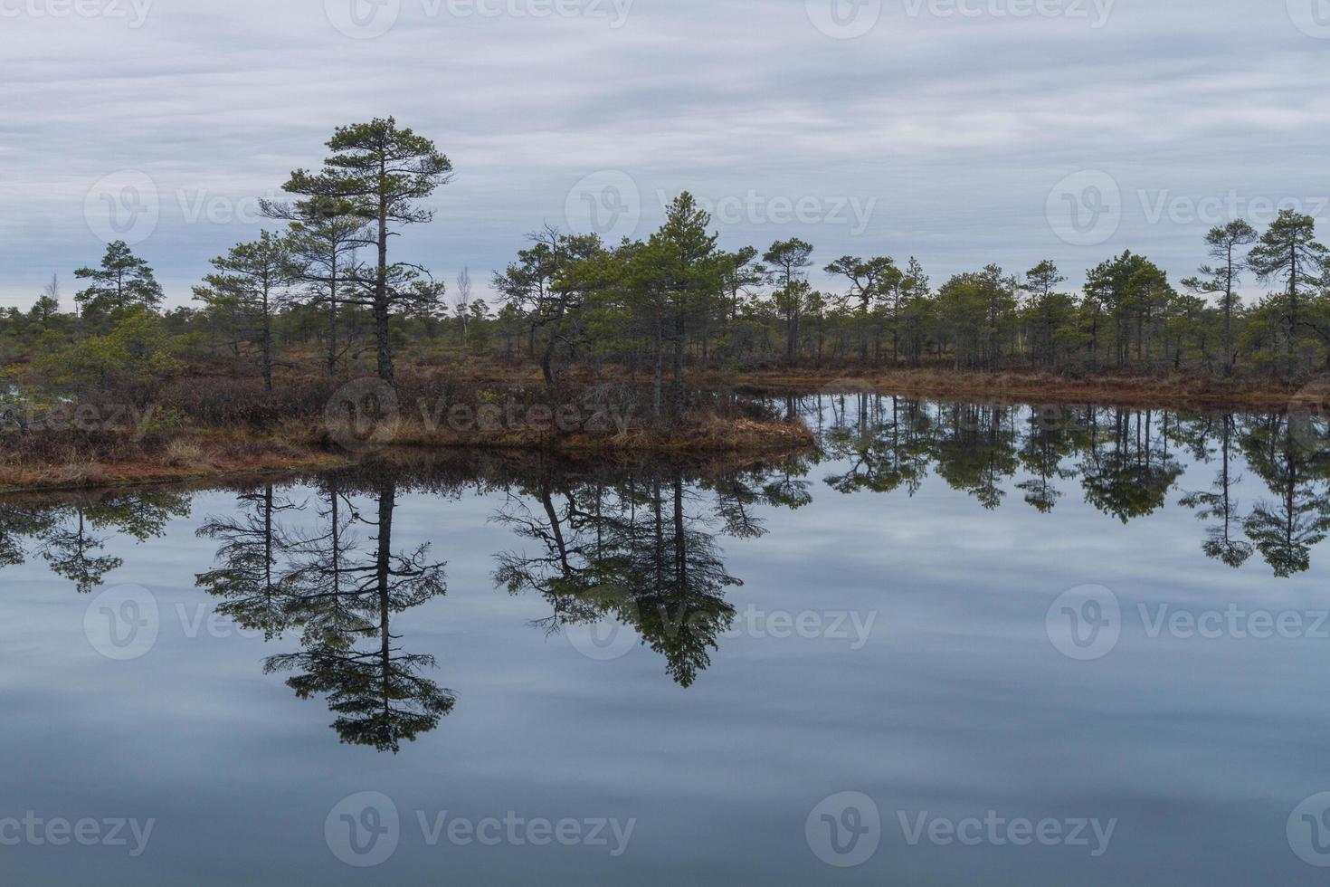 Early Spring in The Swamp photo