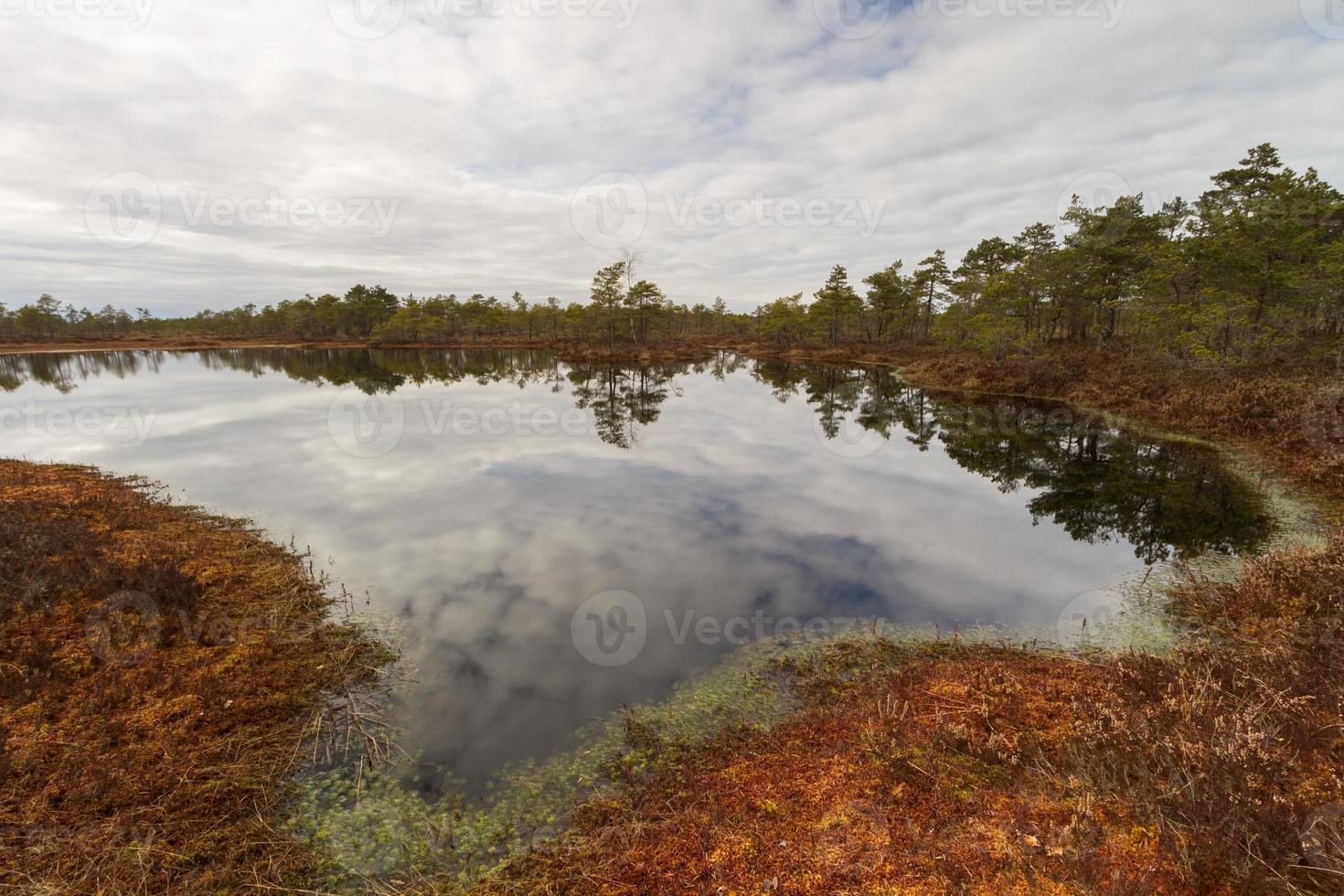 Early Spring in The Swamp photo