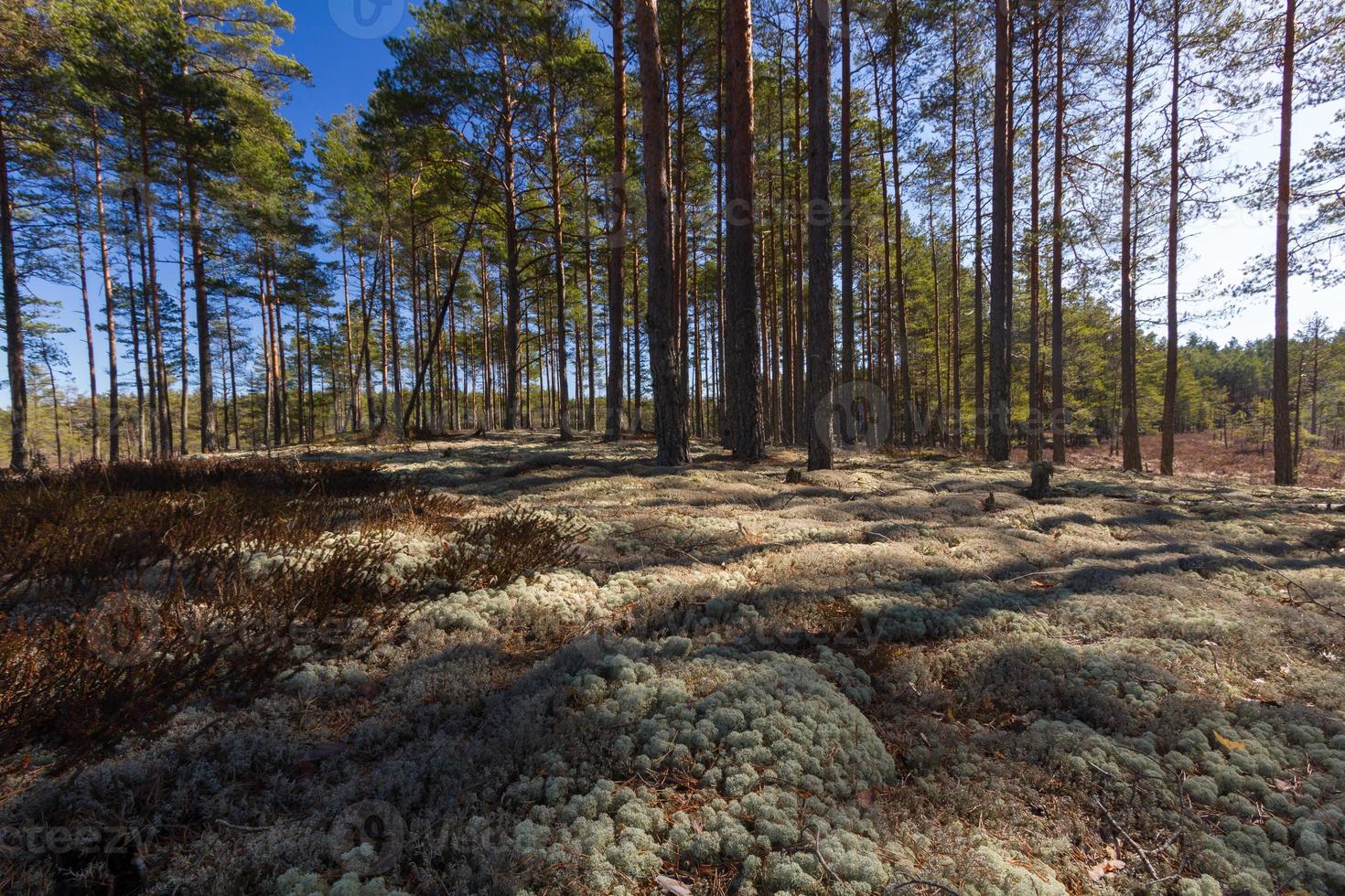 Early Spring in The Swamp photo