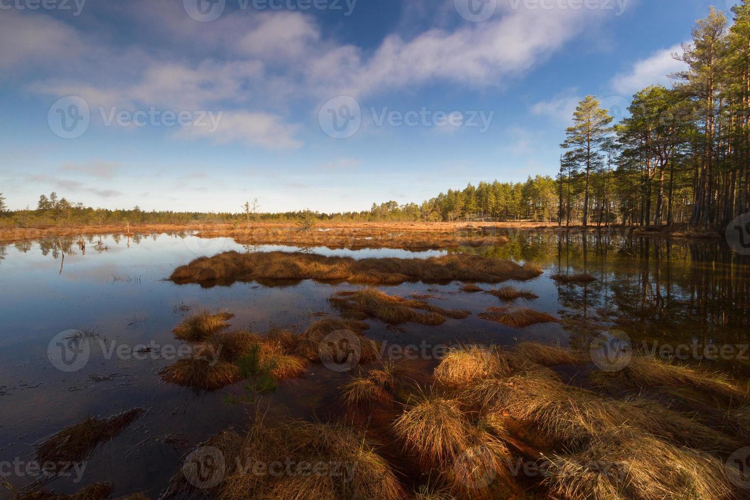 Early Spring in The Swamp photo