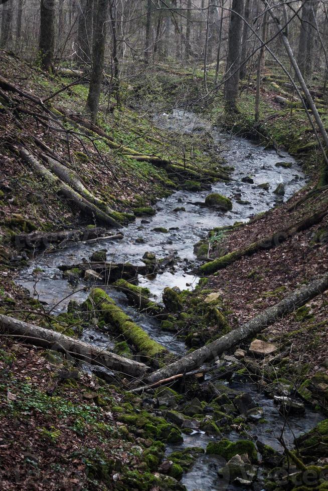 pequeño río forestal a principios de la primavera foto