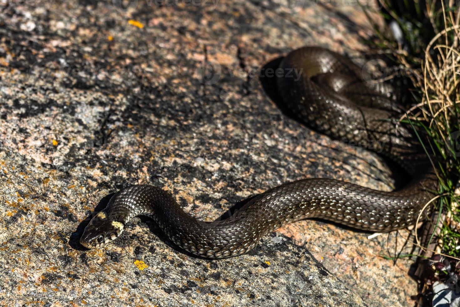 Grass Snake in Natural Environment photo