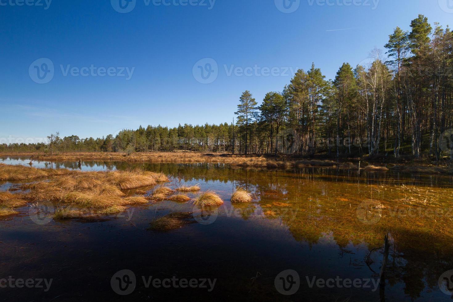 Early Spring in The Swamp photo