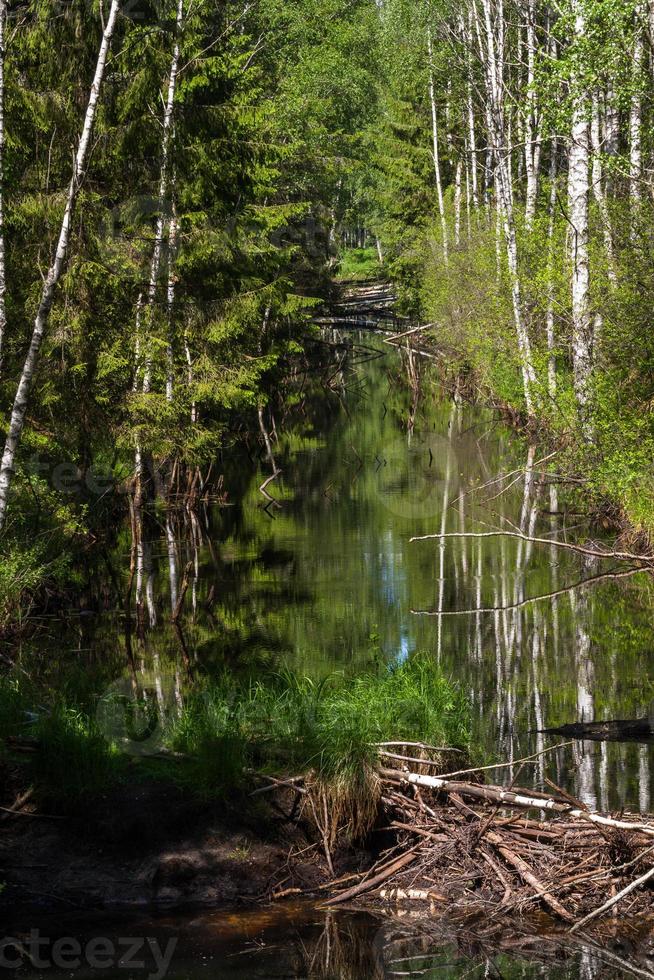 paisajes de la campiña letona en primavera foto