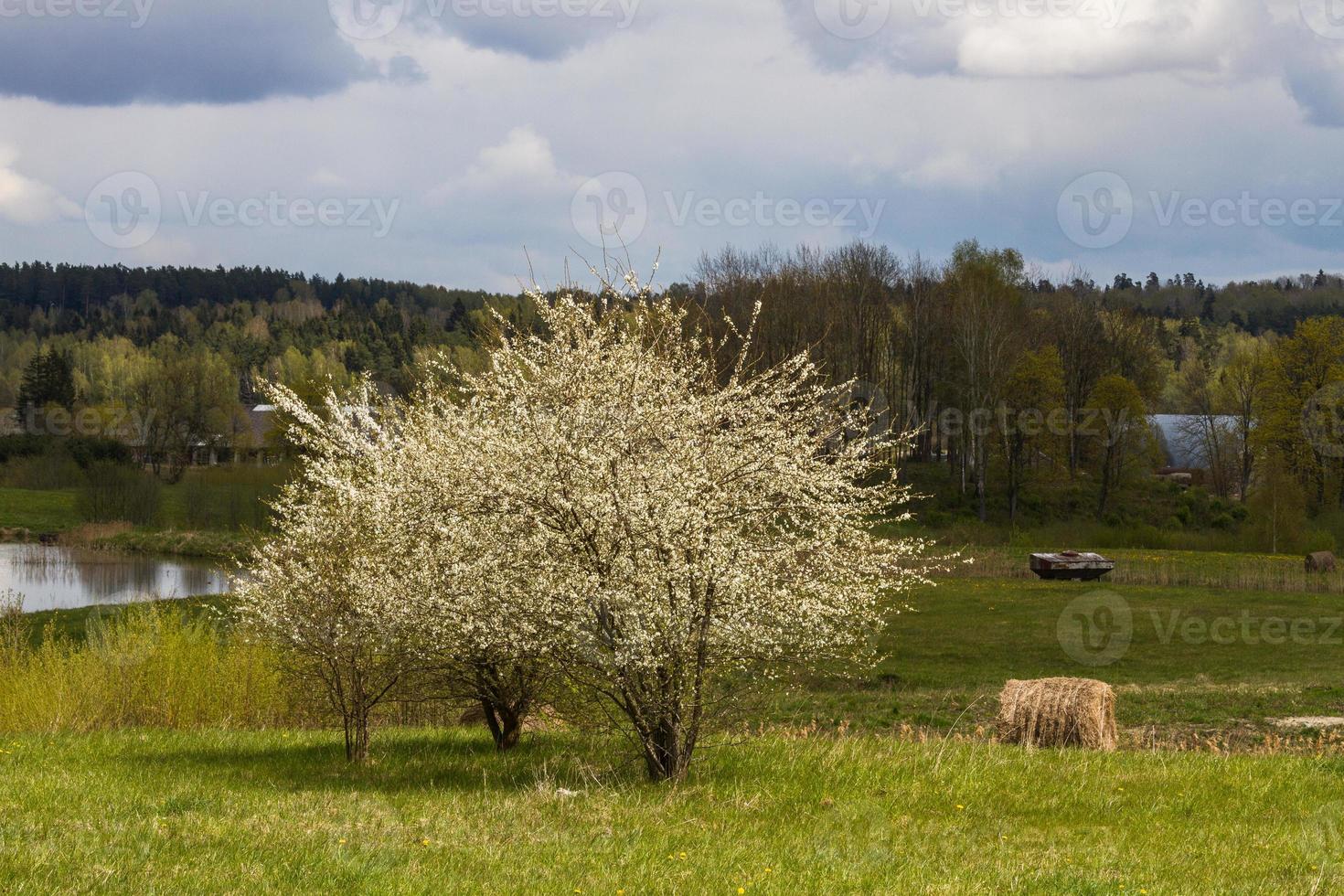 paisajes de la campiña letona en primavera foto