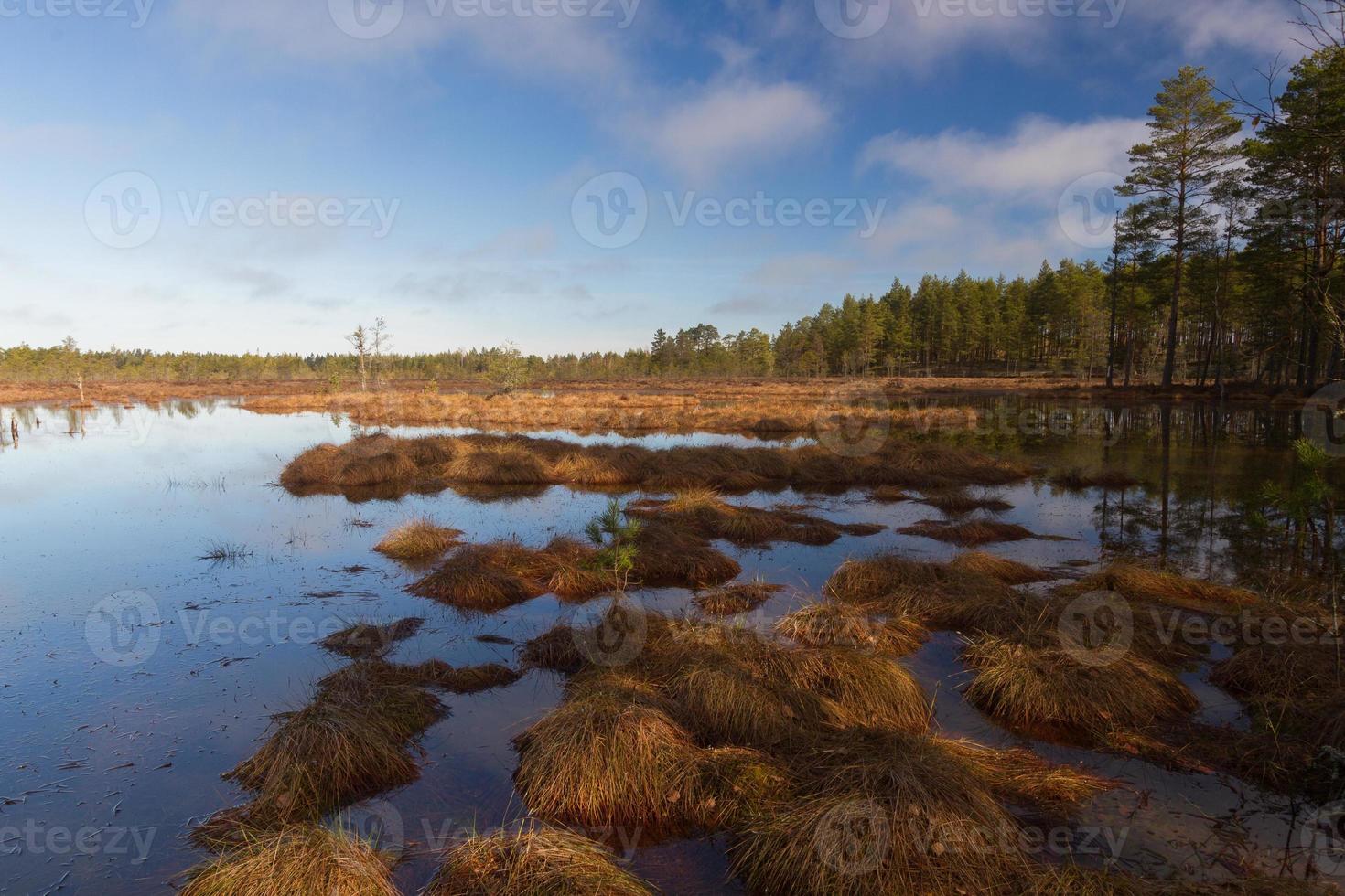 Early Spring in The Swamp photo