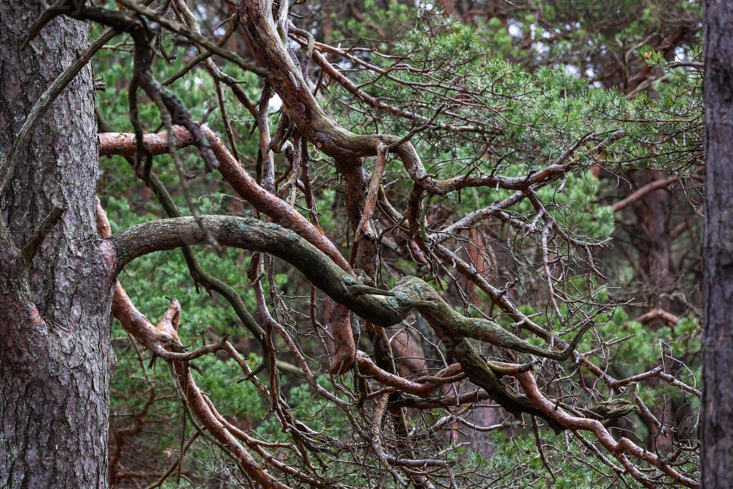 pine and spruce forest photo