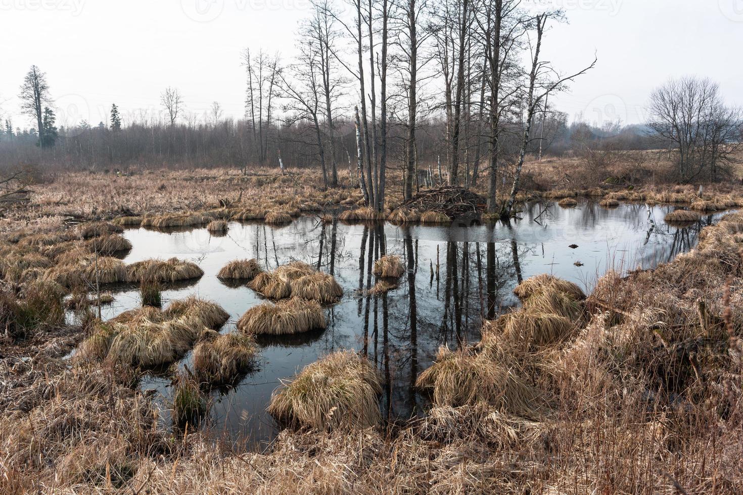 Autumn Day at the Swamp Lake photo
