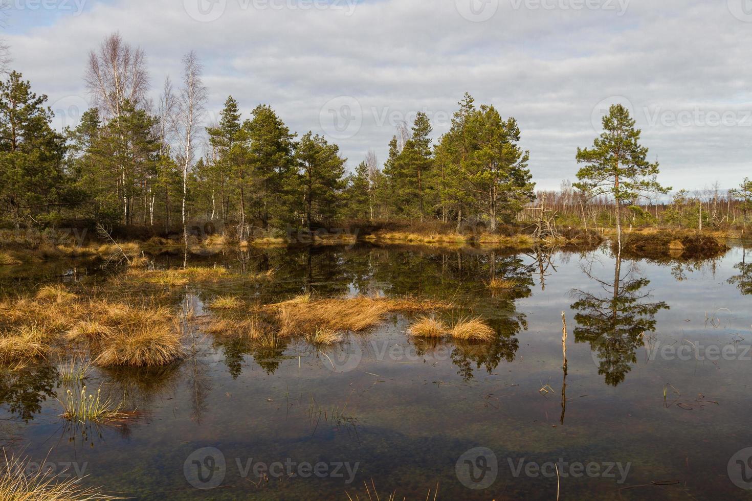 Early Spring in The Swamp photo