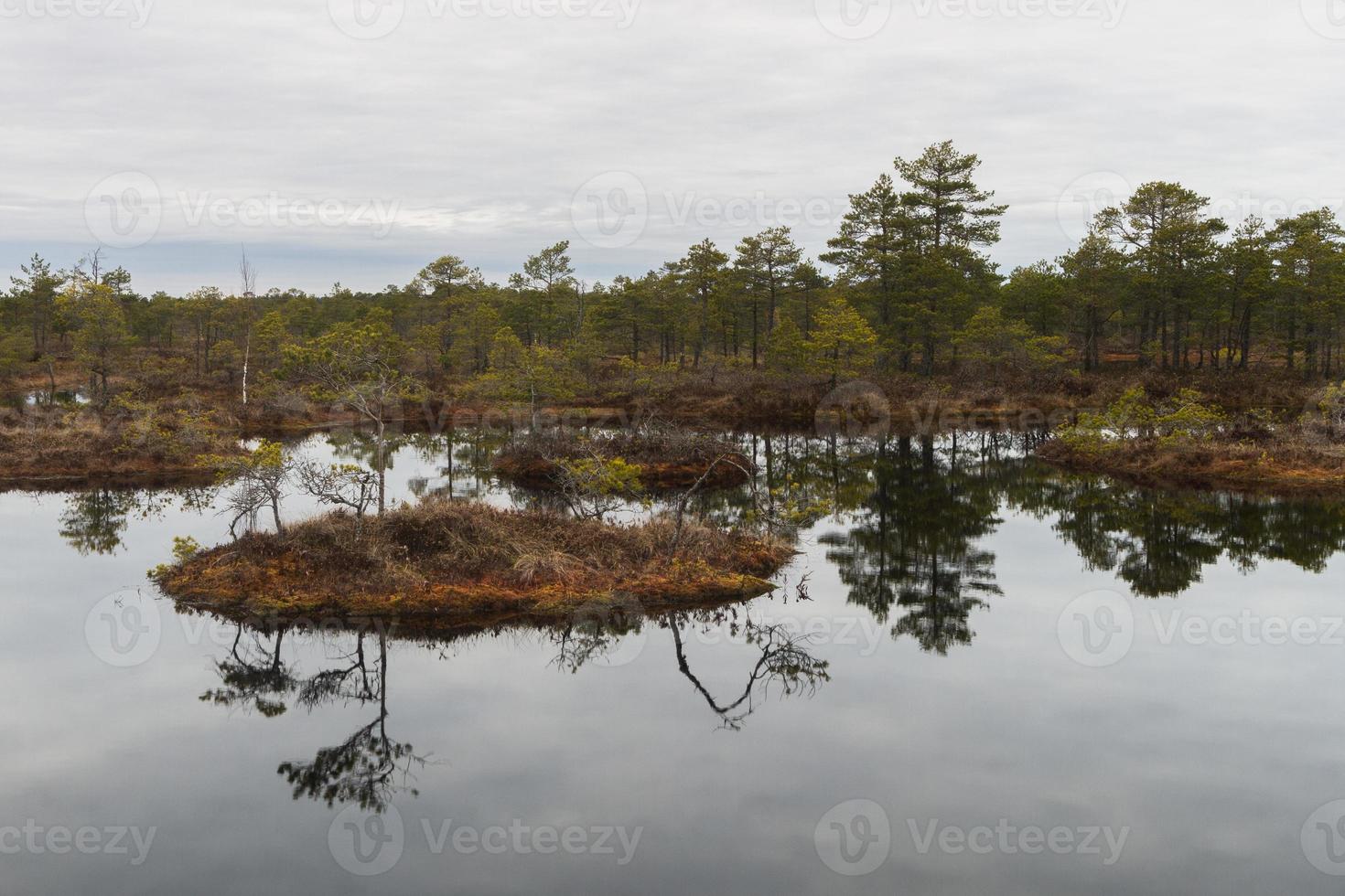 Early Spring in The Swamp photo