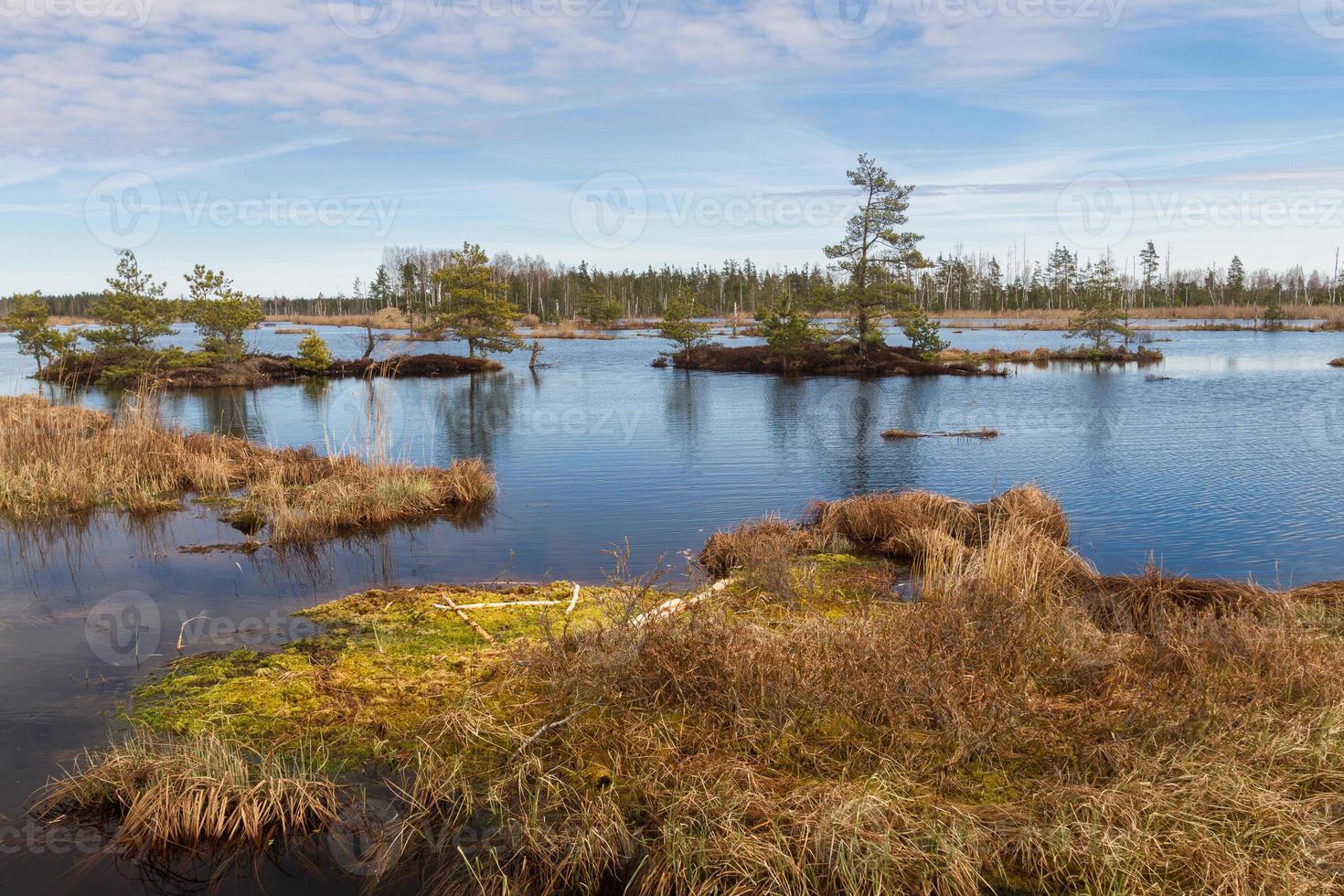 Early Spring in The Swamp photo