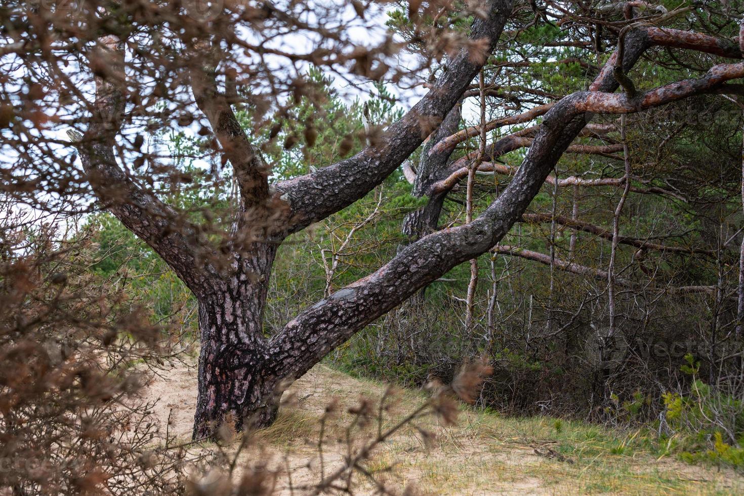 pine and spruce forest photo