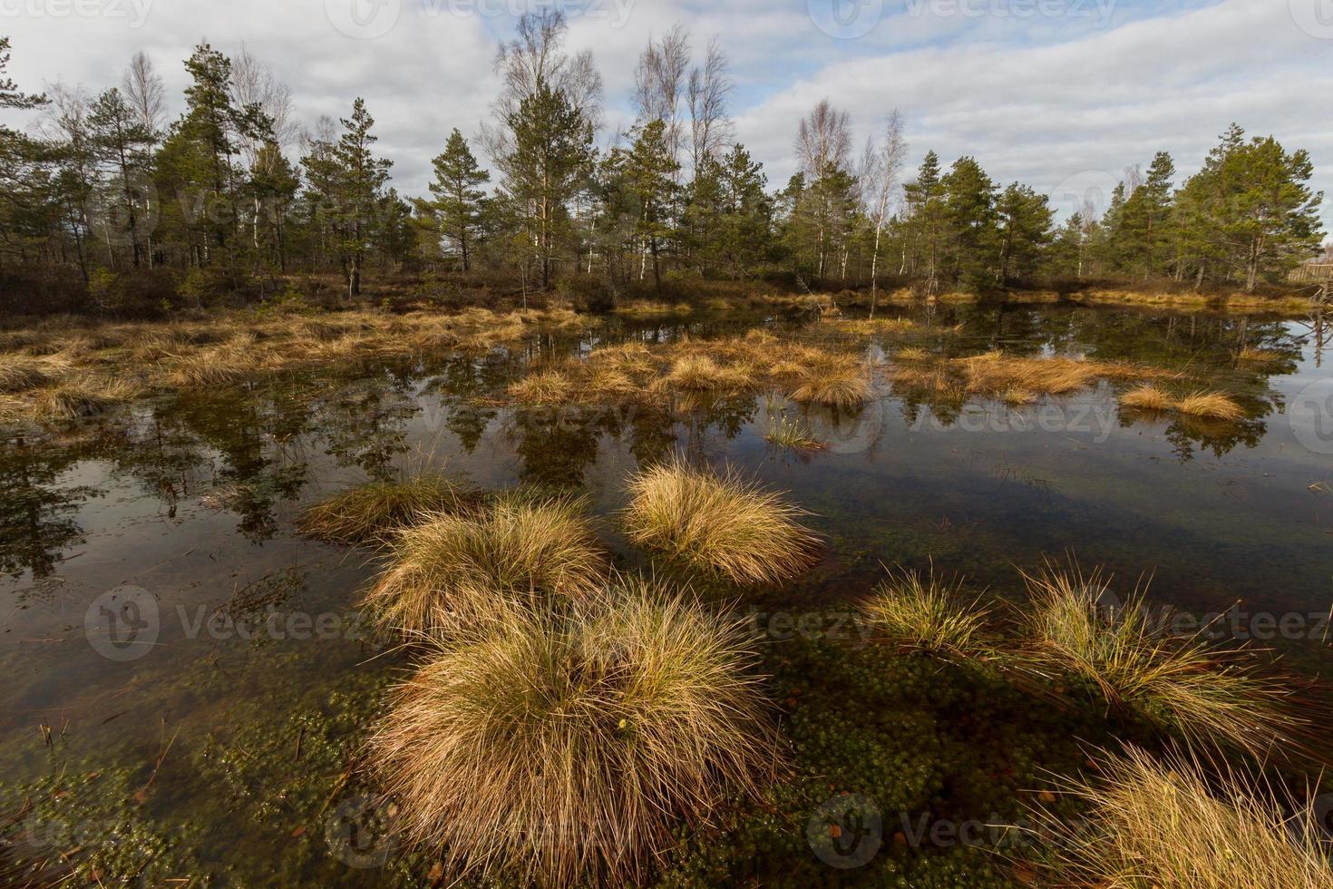 Early Spring in The Swamp photo