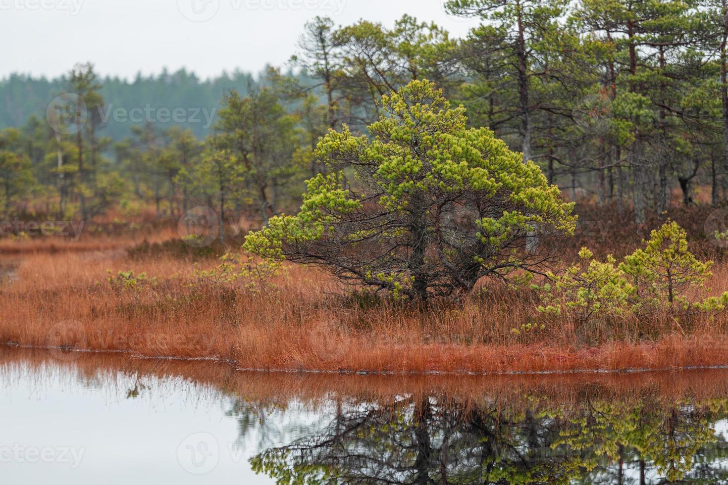 Autumn Day at the Swamp Lake photo