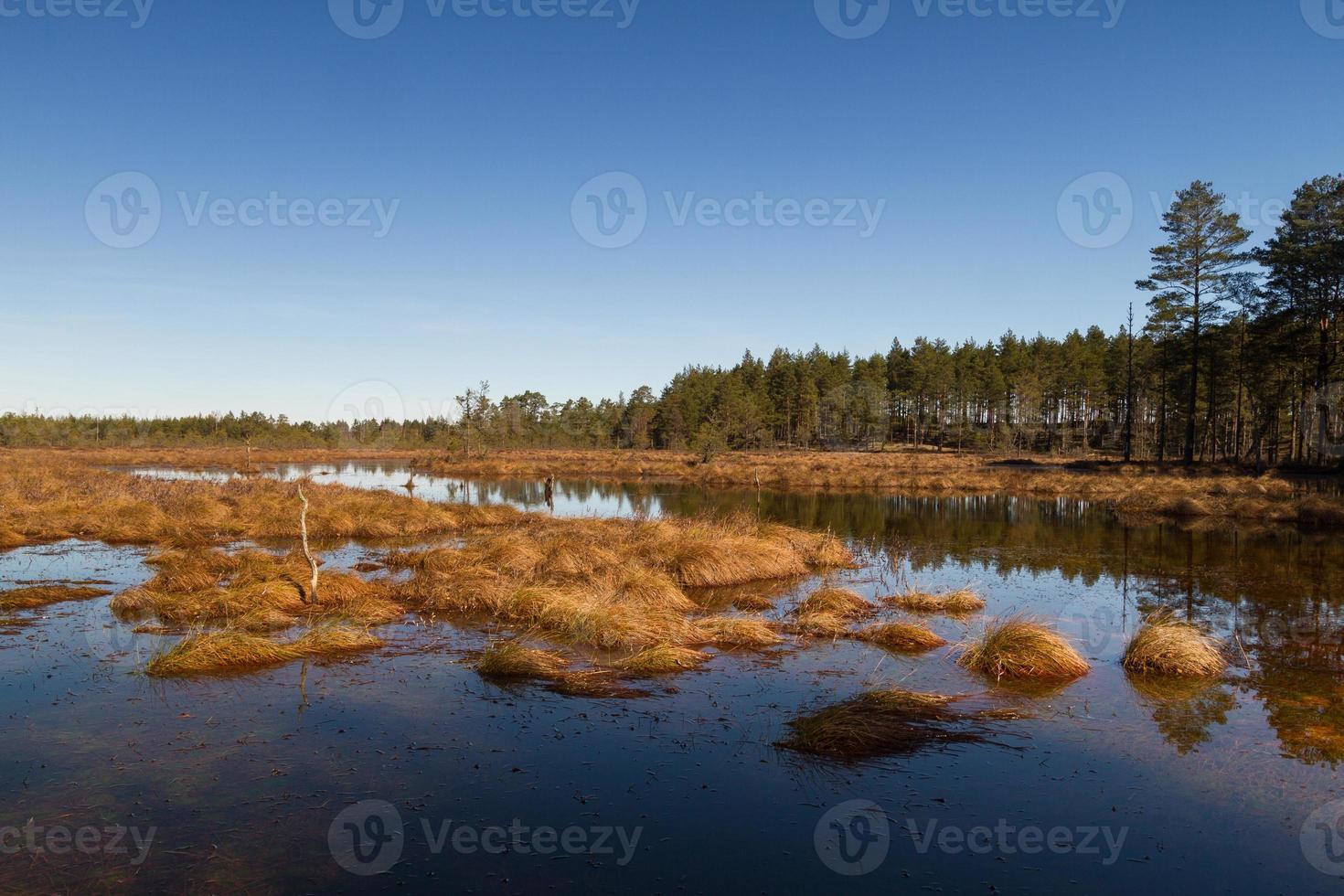 Early Spring in The Swamp photo