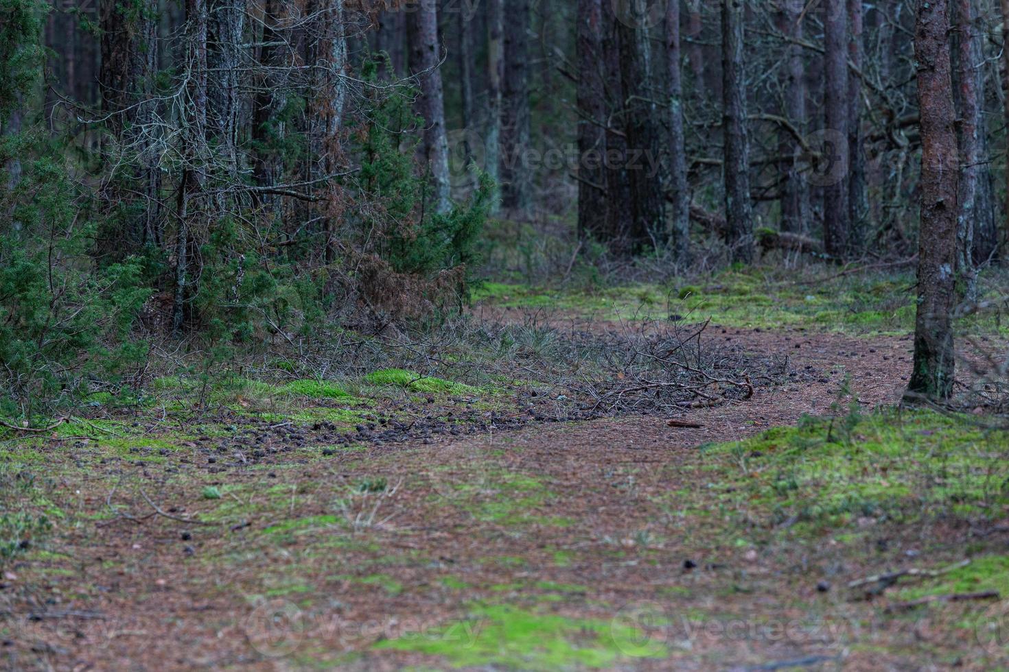 pine and spruce forest photo