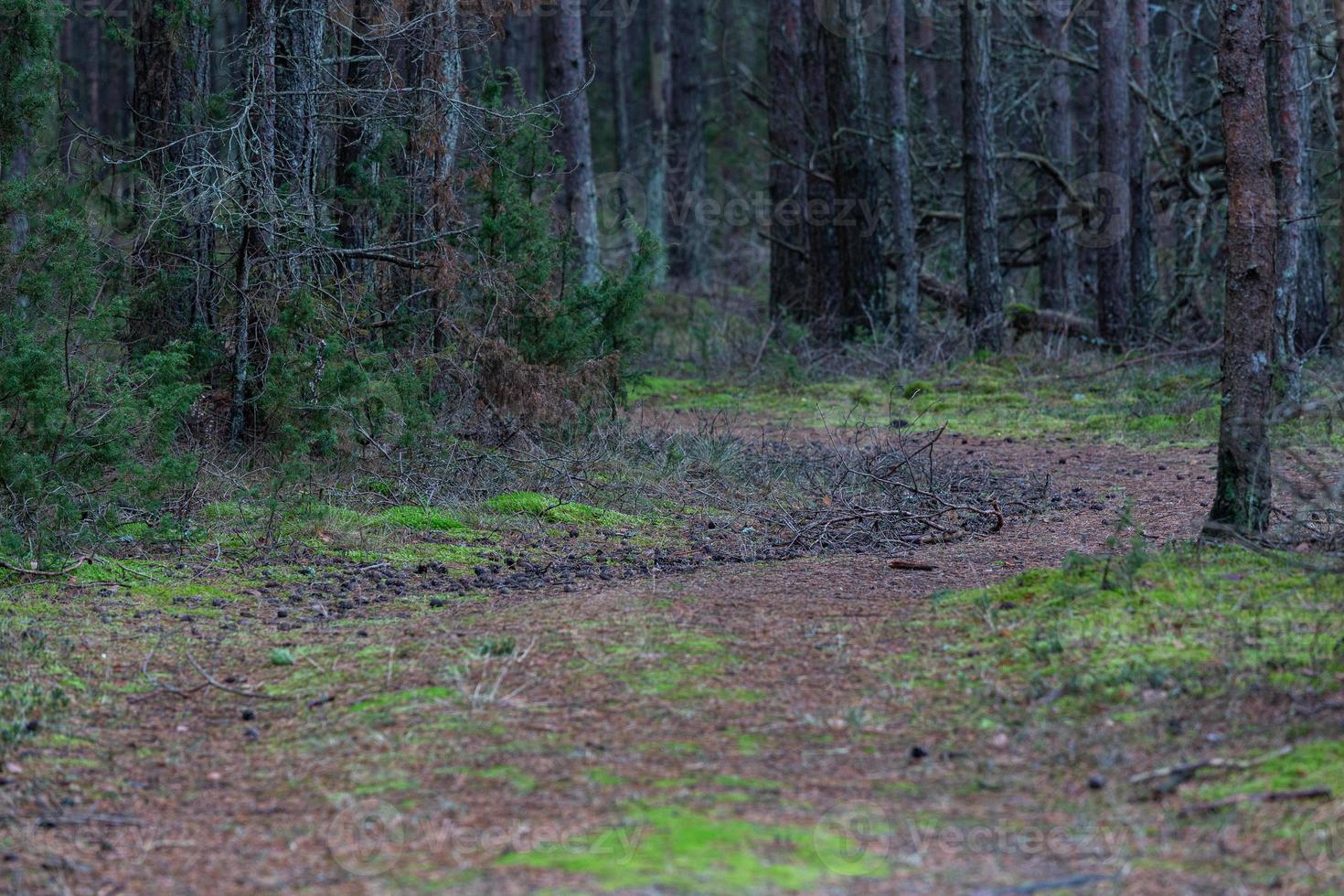 bosque de pinos y abetos foto