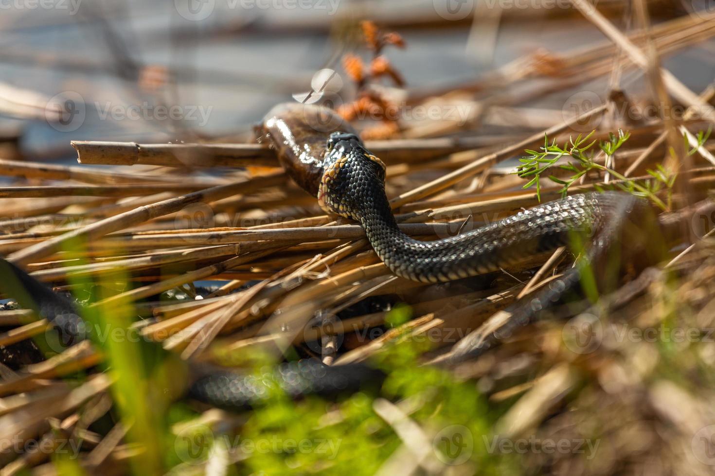 Grass snake in natural environment photo