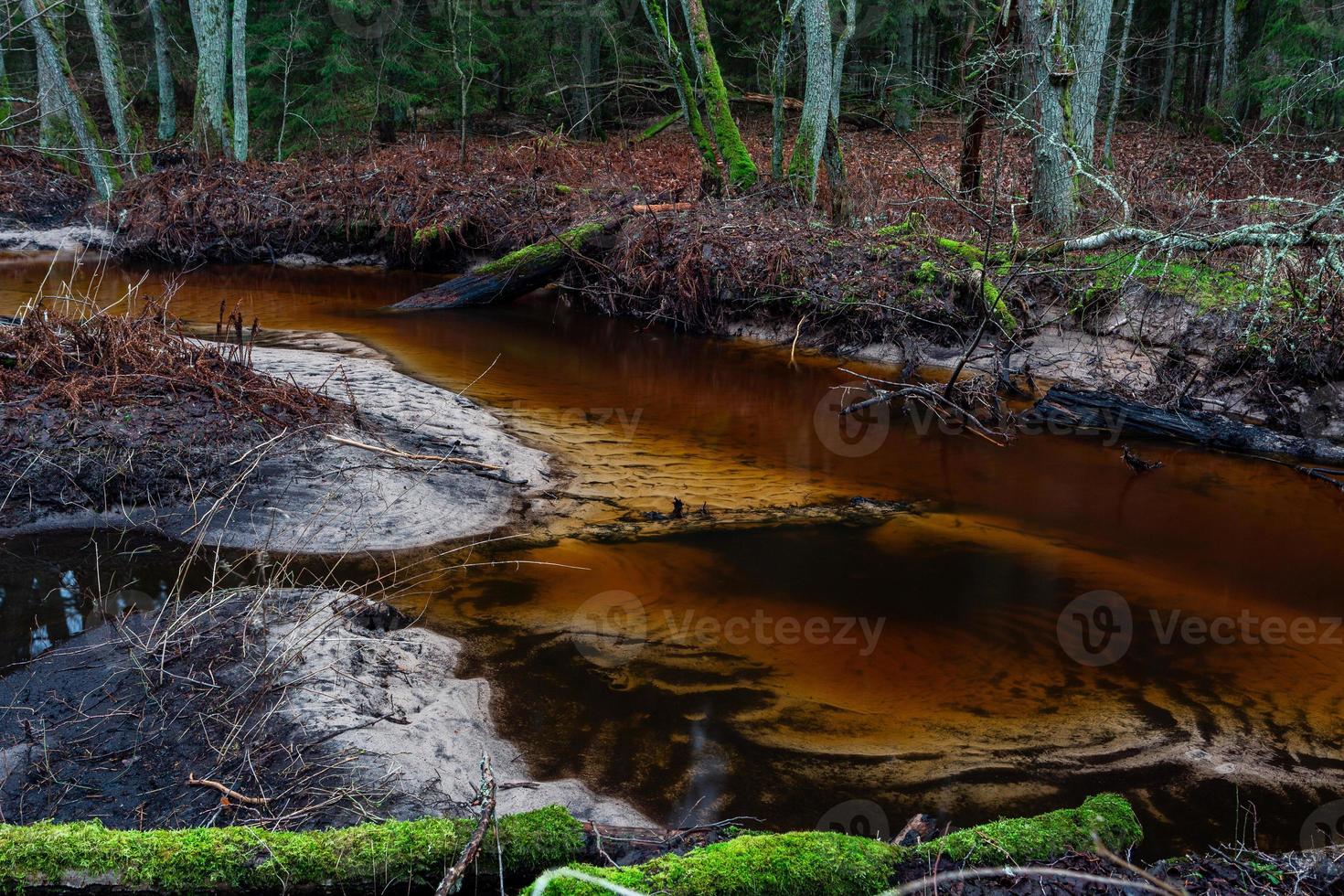 río pequeño bosque foto