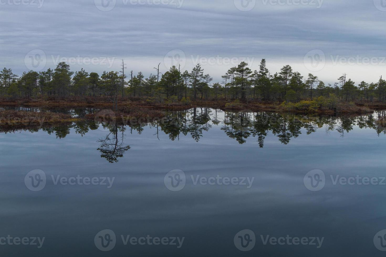 Early Spring in The Swamp photo