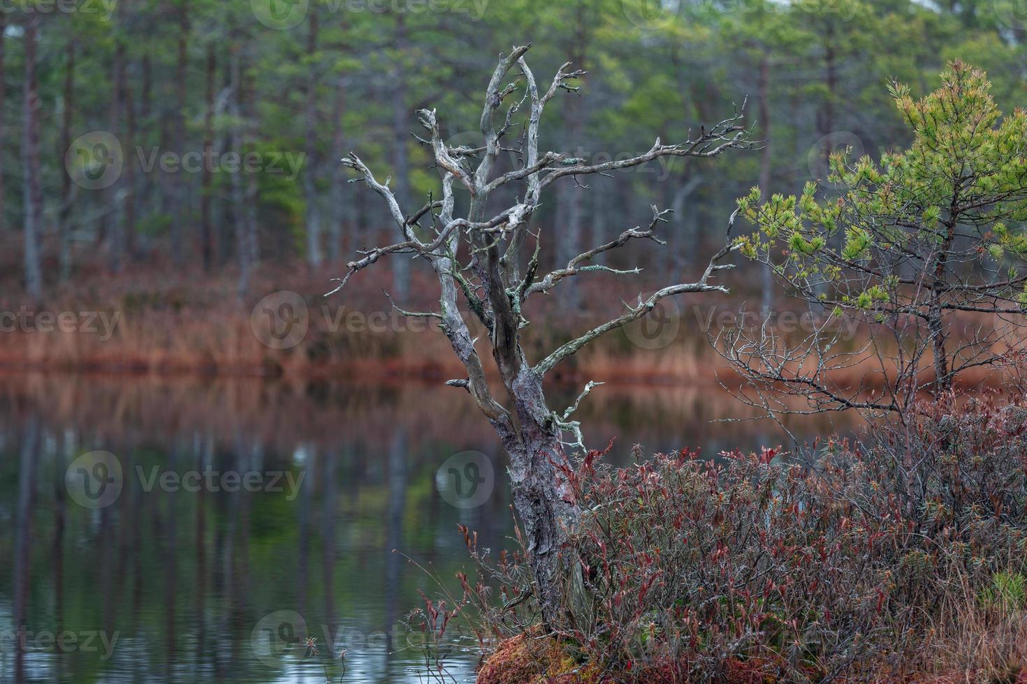 Autumn Day at the Swamp Lake photo