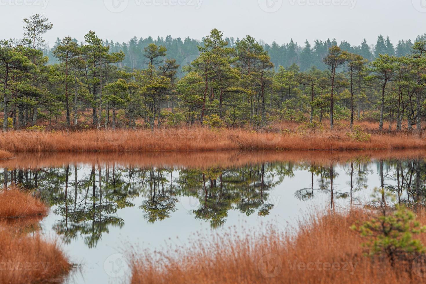 Autumn Day at the Swamp Lake photo