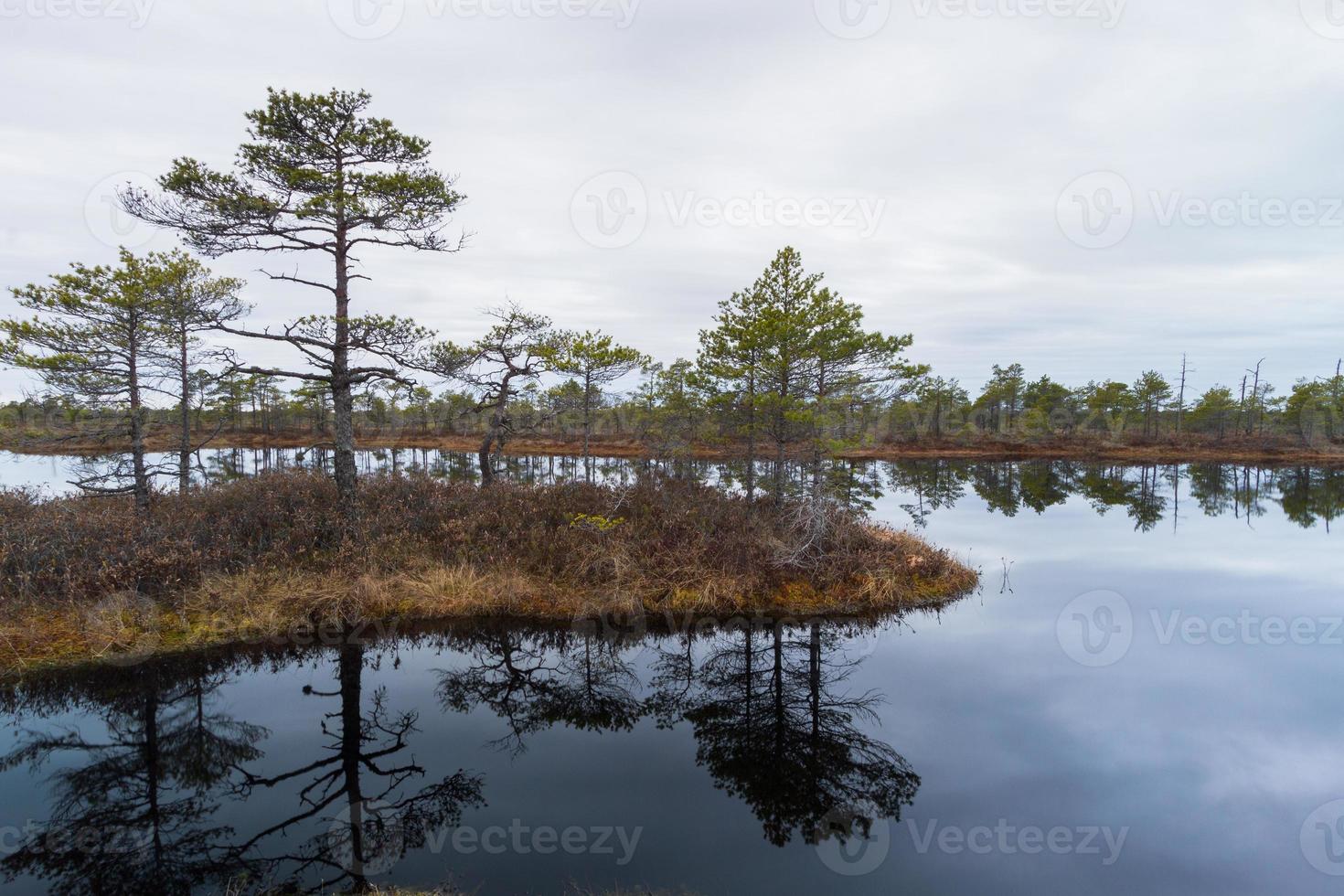 Early Spring in The Swamp photo