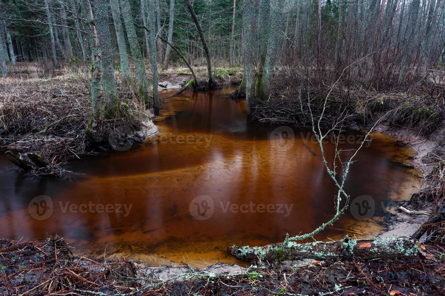 río pequeño bosque foto