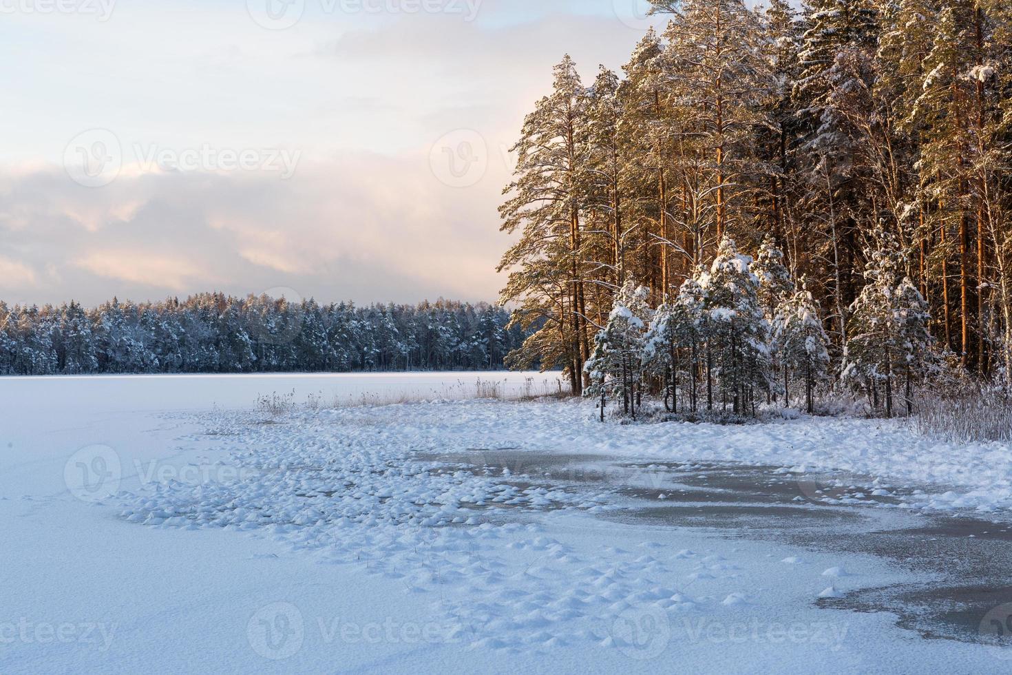 Snowy Winter Day in the Swamp photo