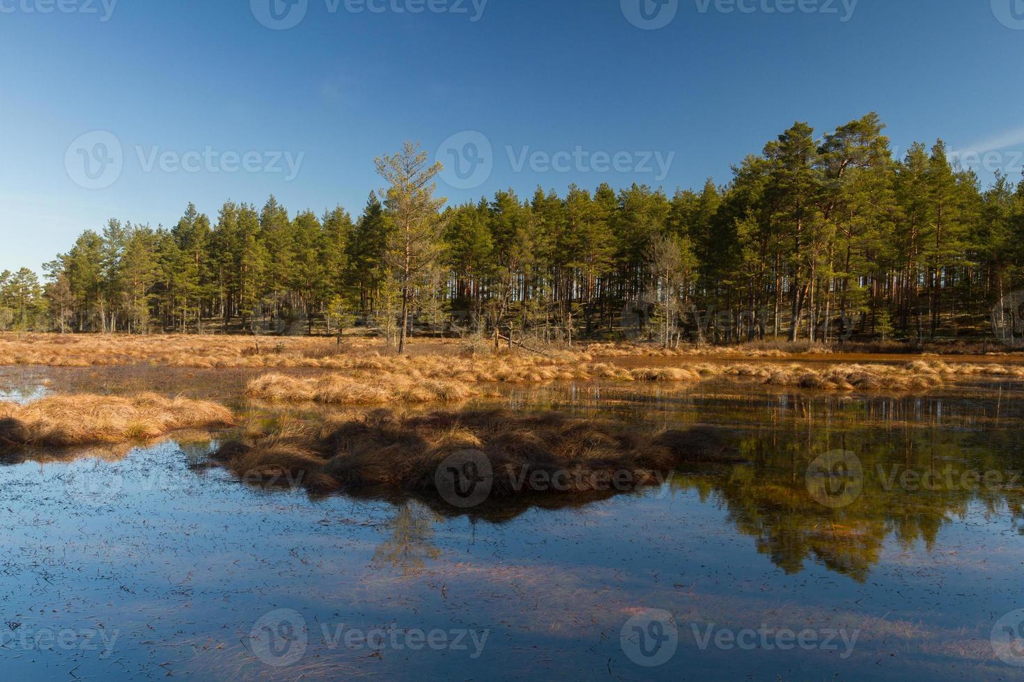 Early Spring in The Swamp photo