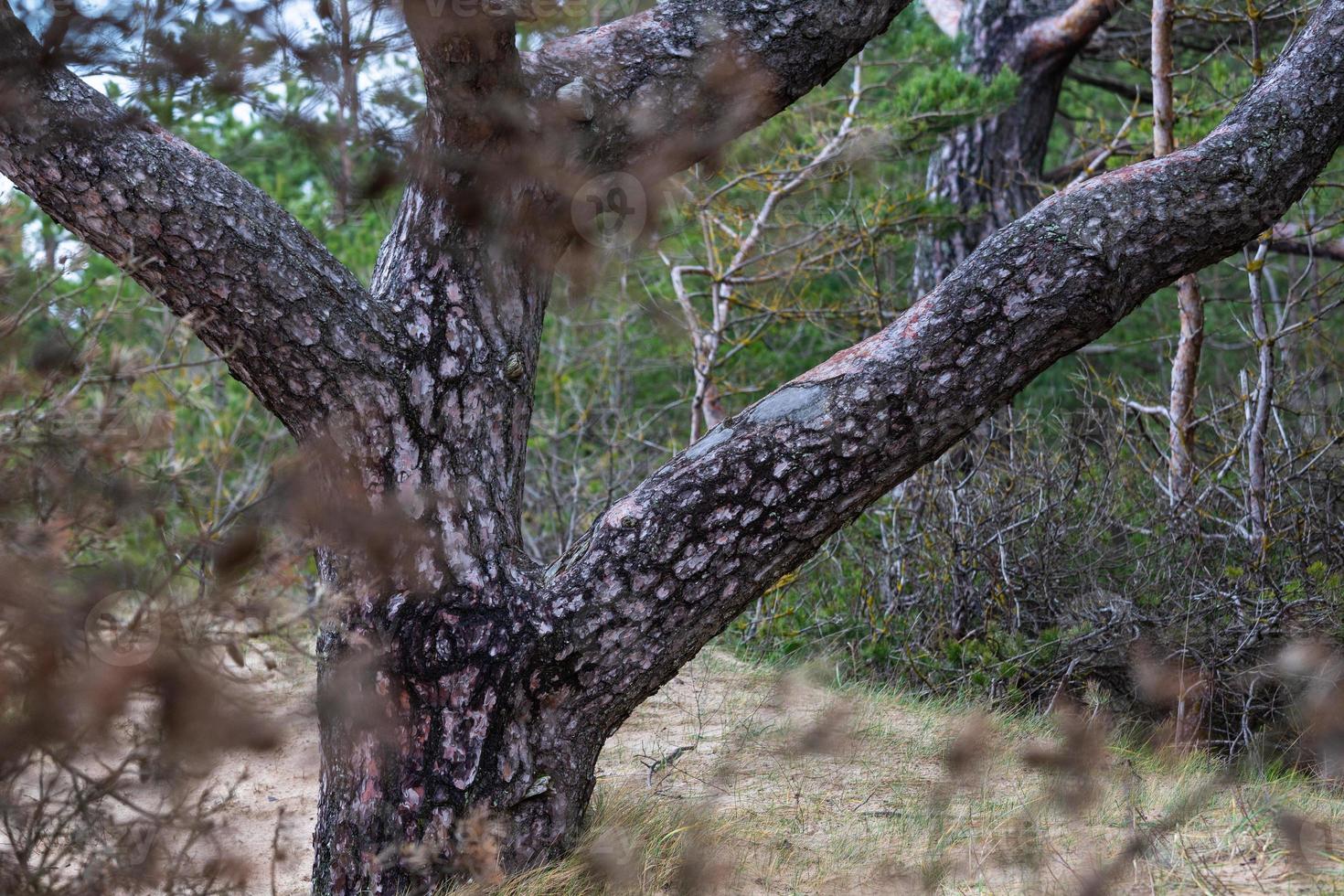 pine and spruce forest photo