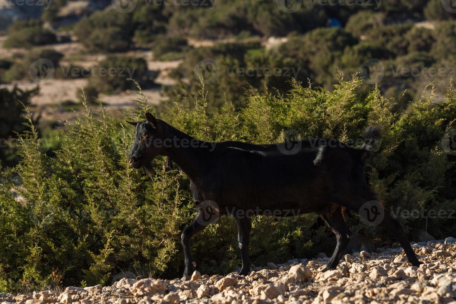 pastando al aire libre en las islas griegas foto