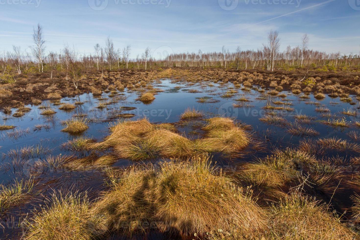 Early Spring in The Swamp photo