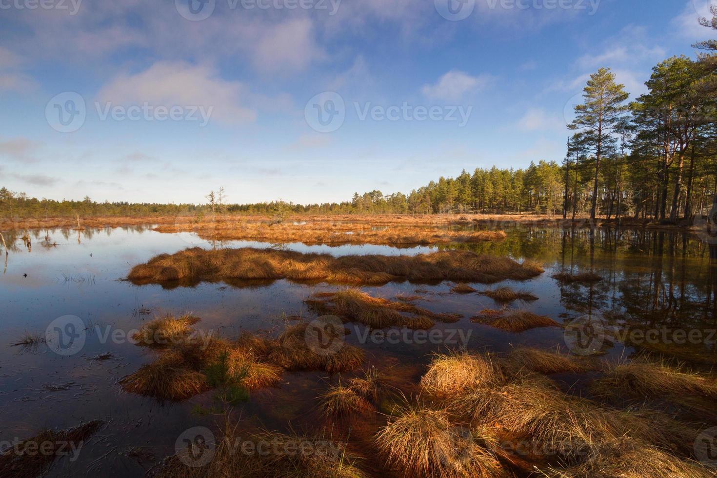 Early Spring in The Swamp photo