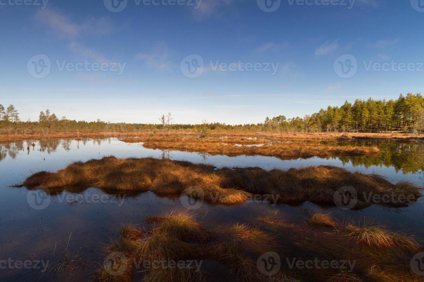 Early Spring in The Swamp photo