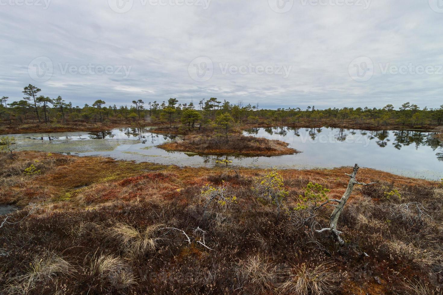 Early Spring in The Swamp photo