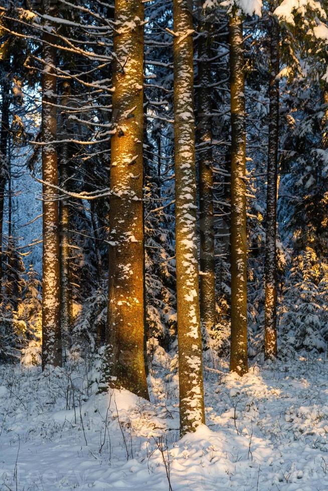 Snowy Winter Day in the Swamp photo