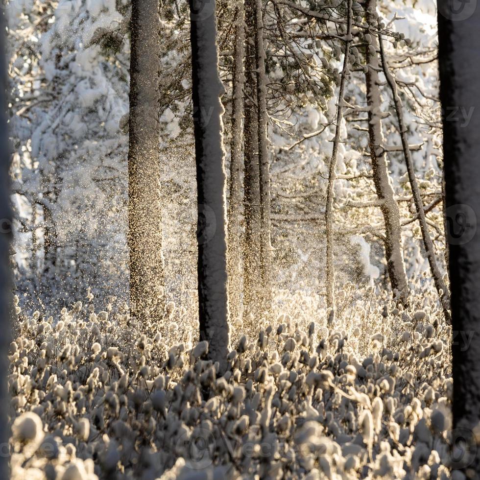 día de invierno nevado en el pantano foto