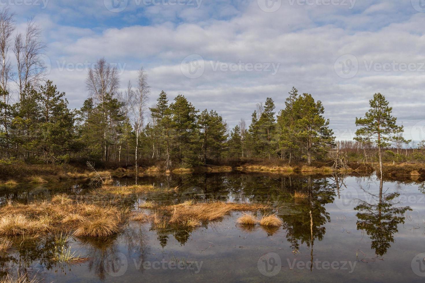 Early Spring in The Swamp photo