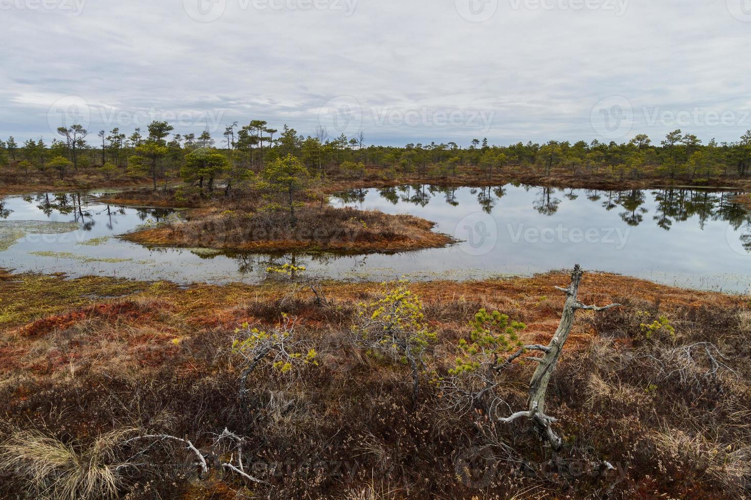 Early Spring in The Swamp photo