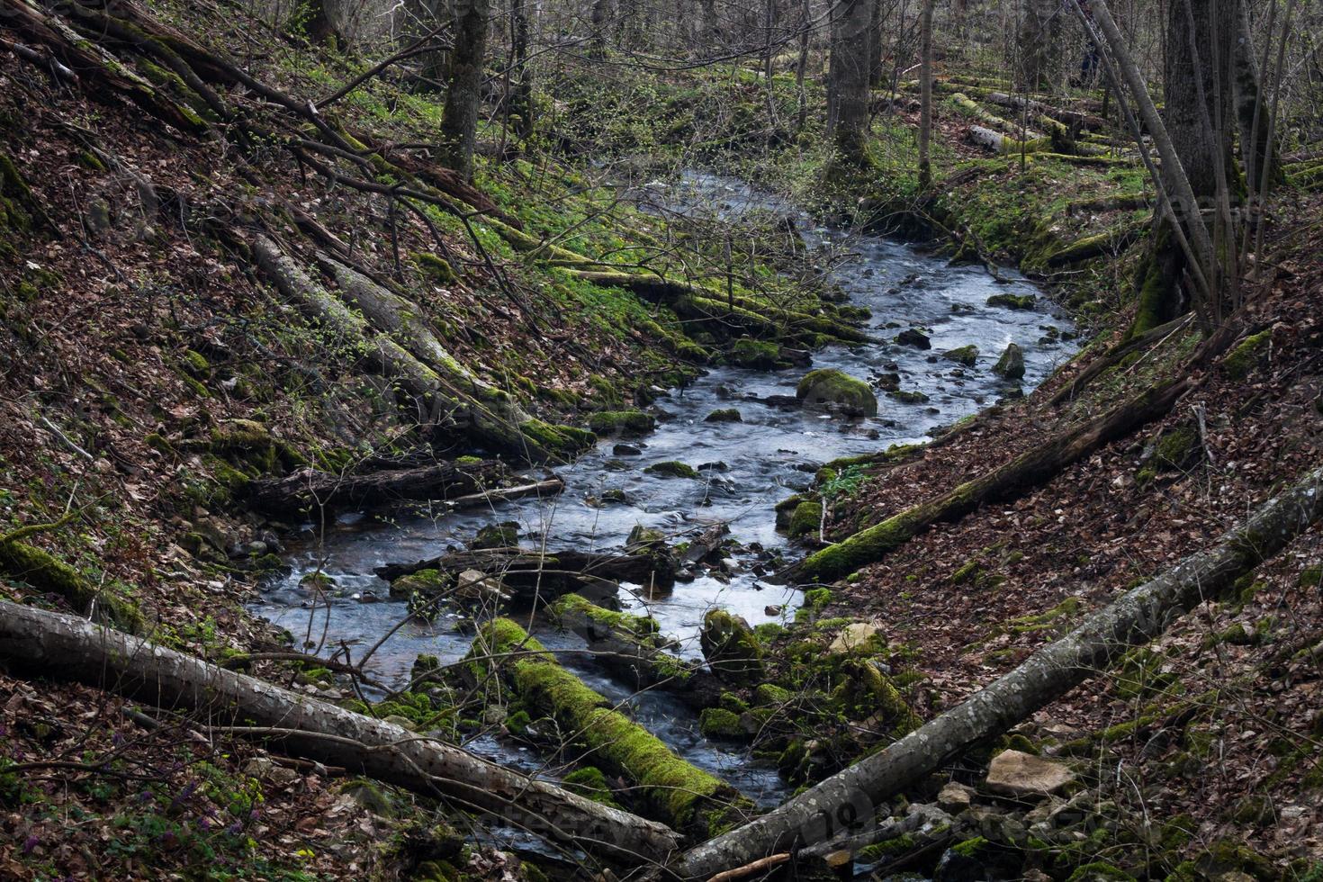 pequeño río forestal a principios de la primavera foto