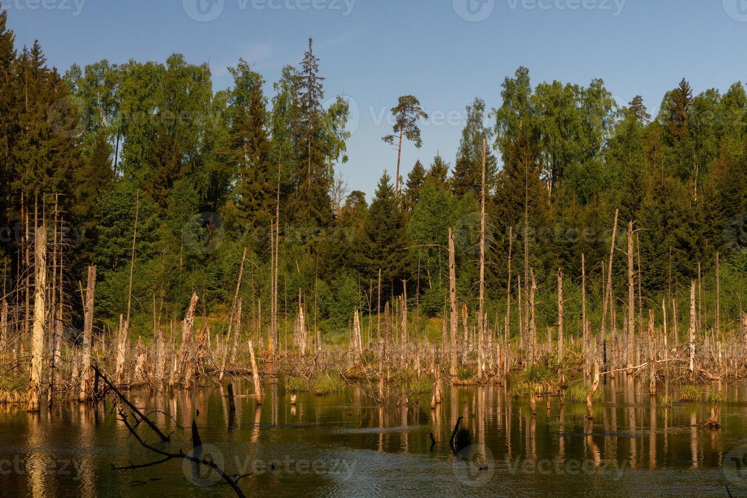 paisajes de la campiña letona en primavera foto