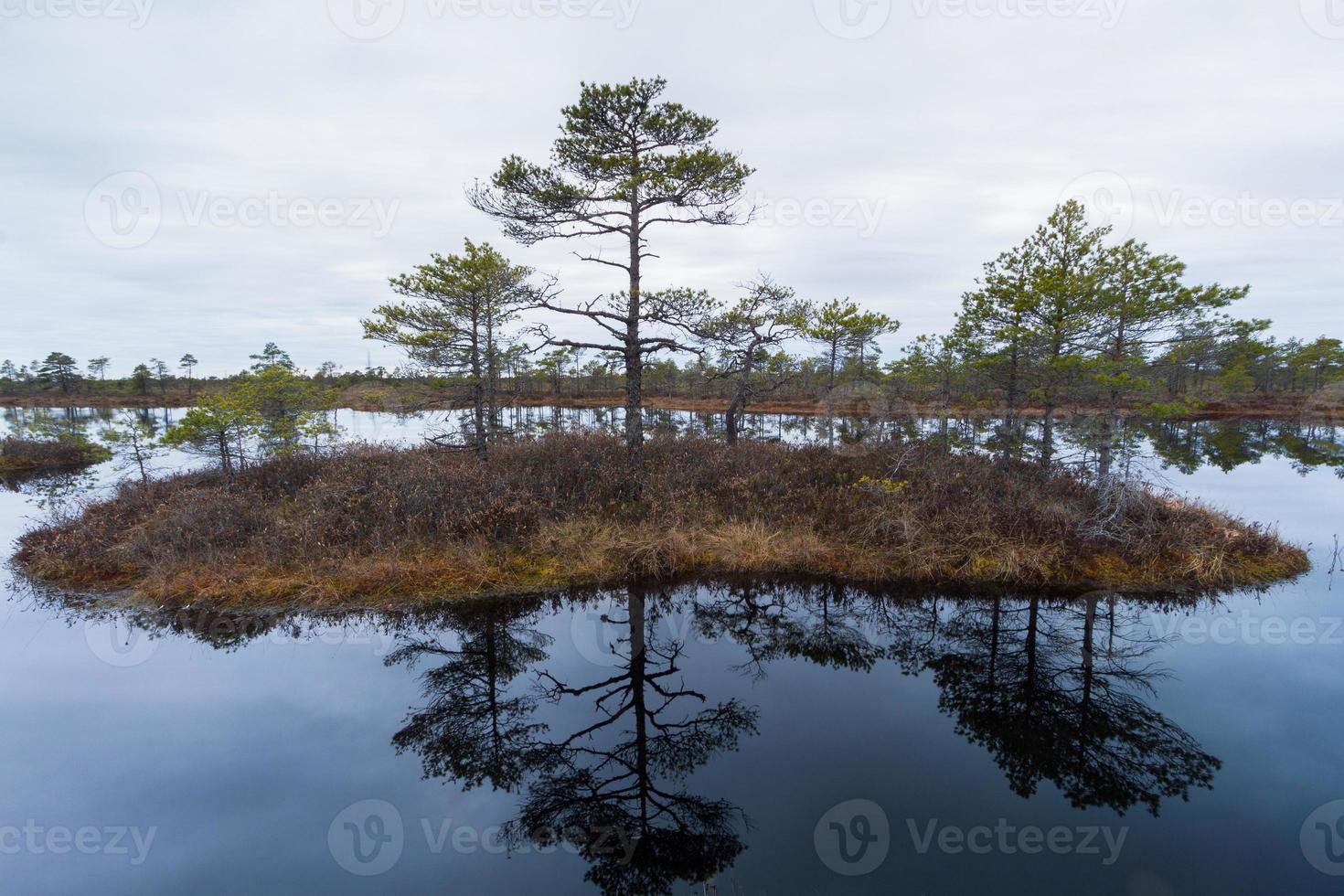 Early Spring in The Swamp photo