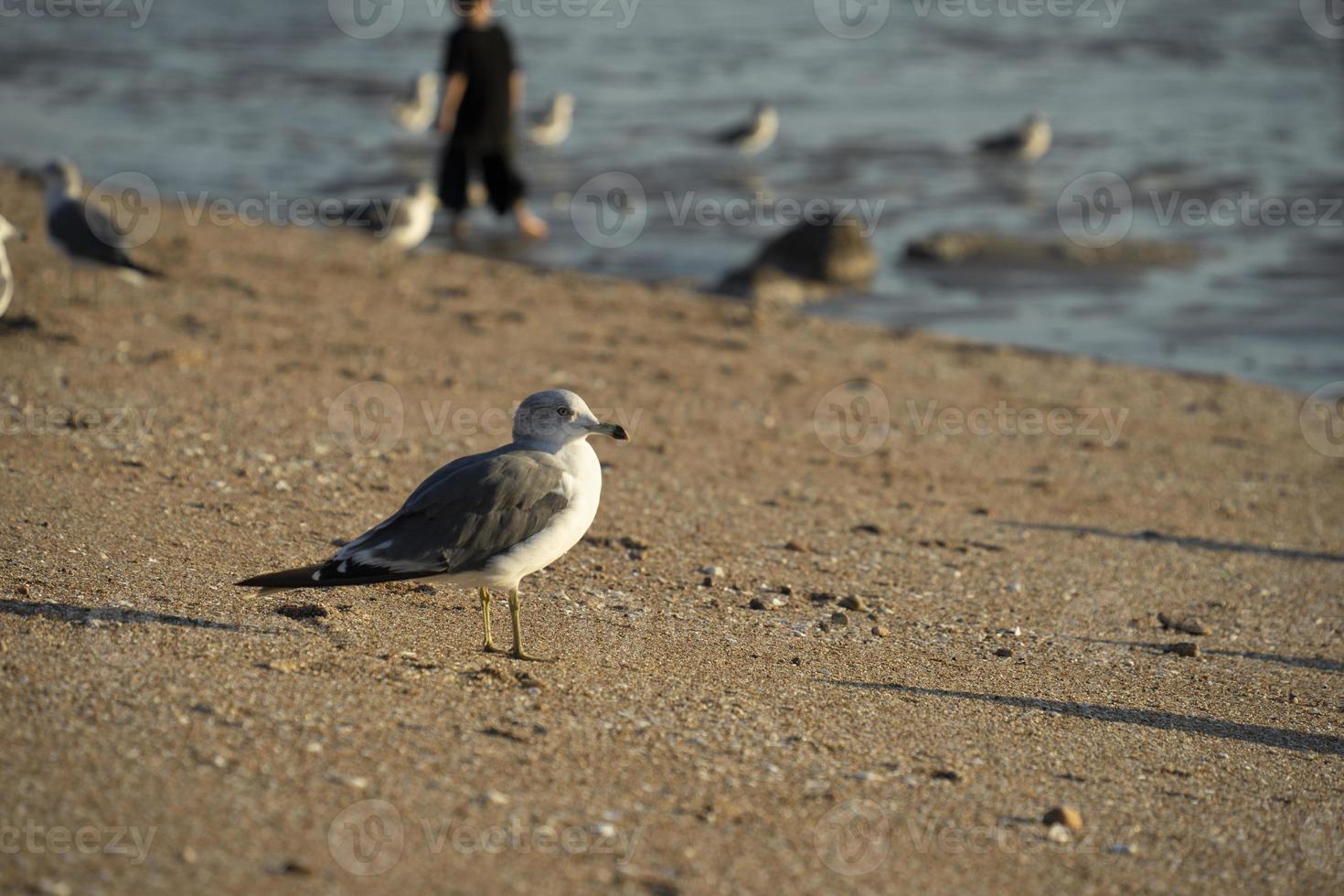 isla de yeongjongdo, incheon, corea, paisaje de gaviotas de roca de hadas, un lugar famoso foto