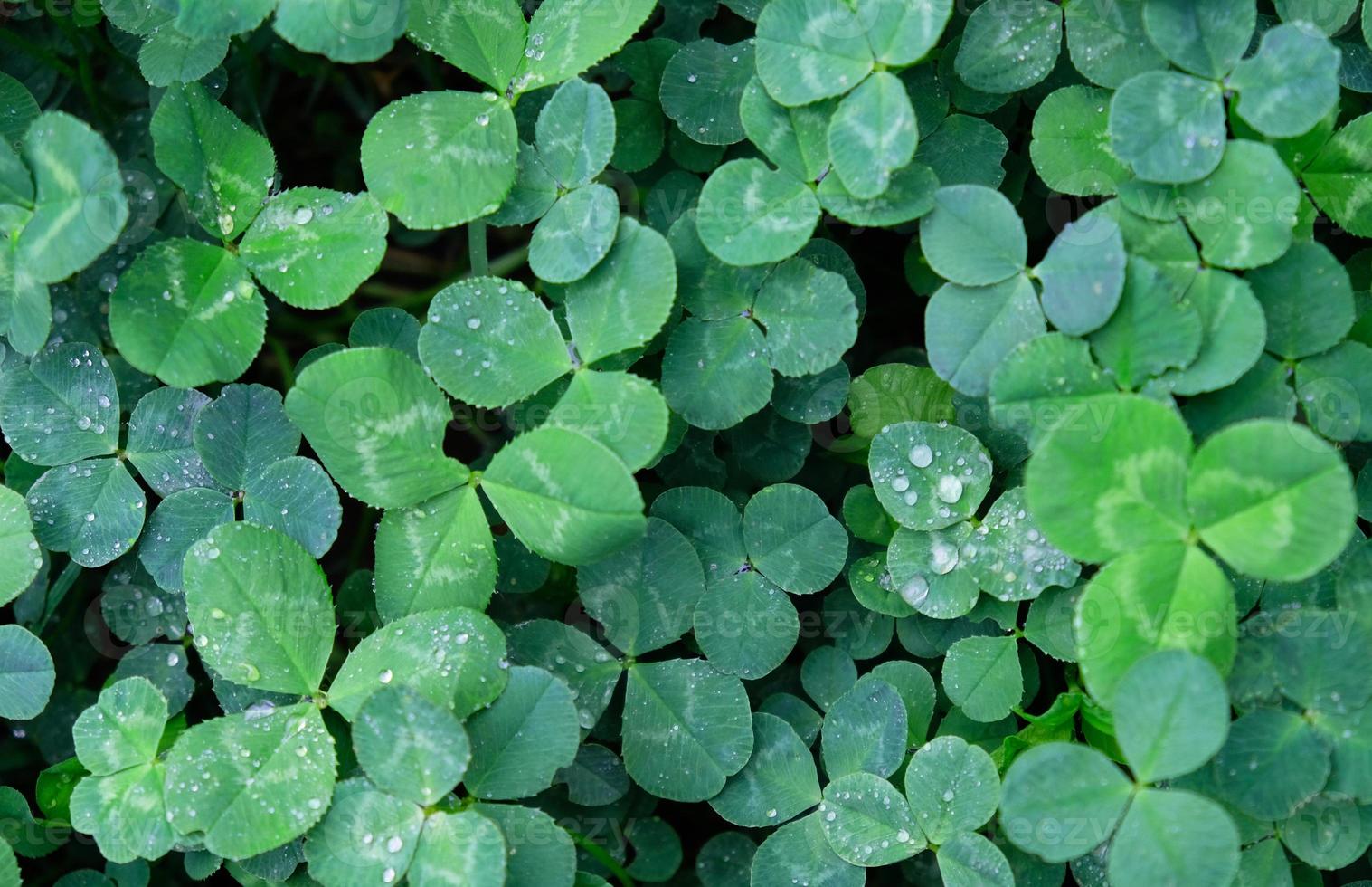 Close-up of green clover leaves with water drops from rain or morning dew. Abstract natural soft background with copy space, top view. photo